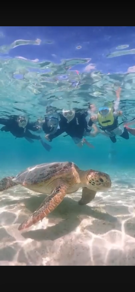 海亀兄弟のウミガメシュノーケルツアーで出会ったウミガメ