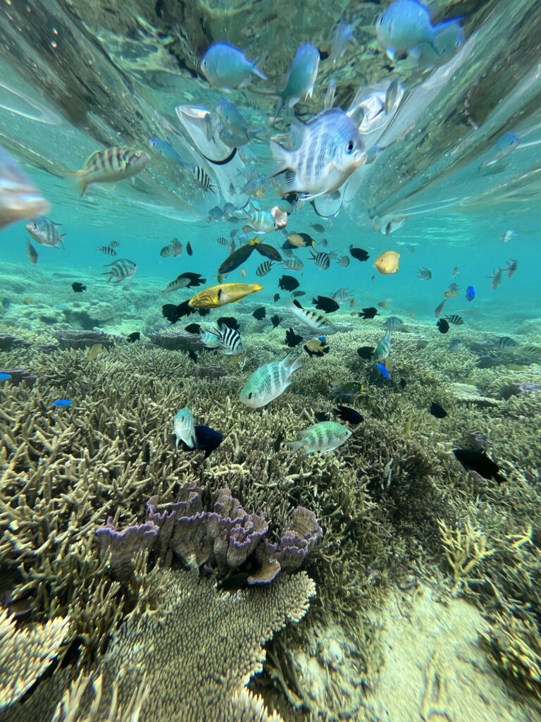アンチ浜のグラスボートから見えるカラフルな魚